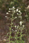 Heller's cudweed